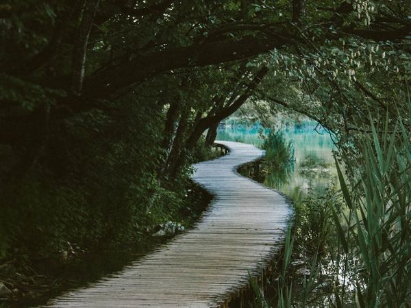 A winding path through a green, peaceful forest.